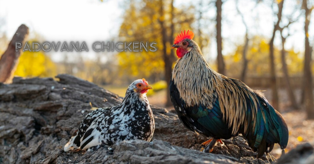 Padovana Chickens
