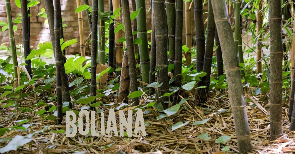 boliana