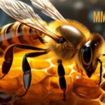 mms bee 24