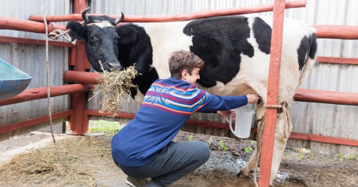 Mad Cow Disease