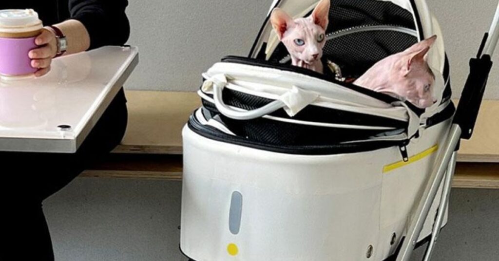 BEST PET CARRIERS
