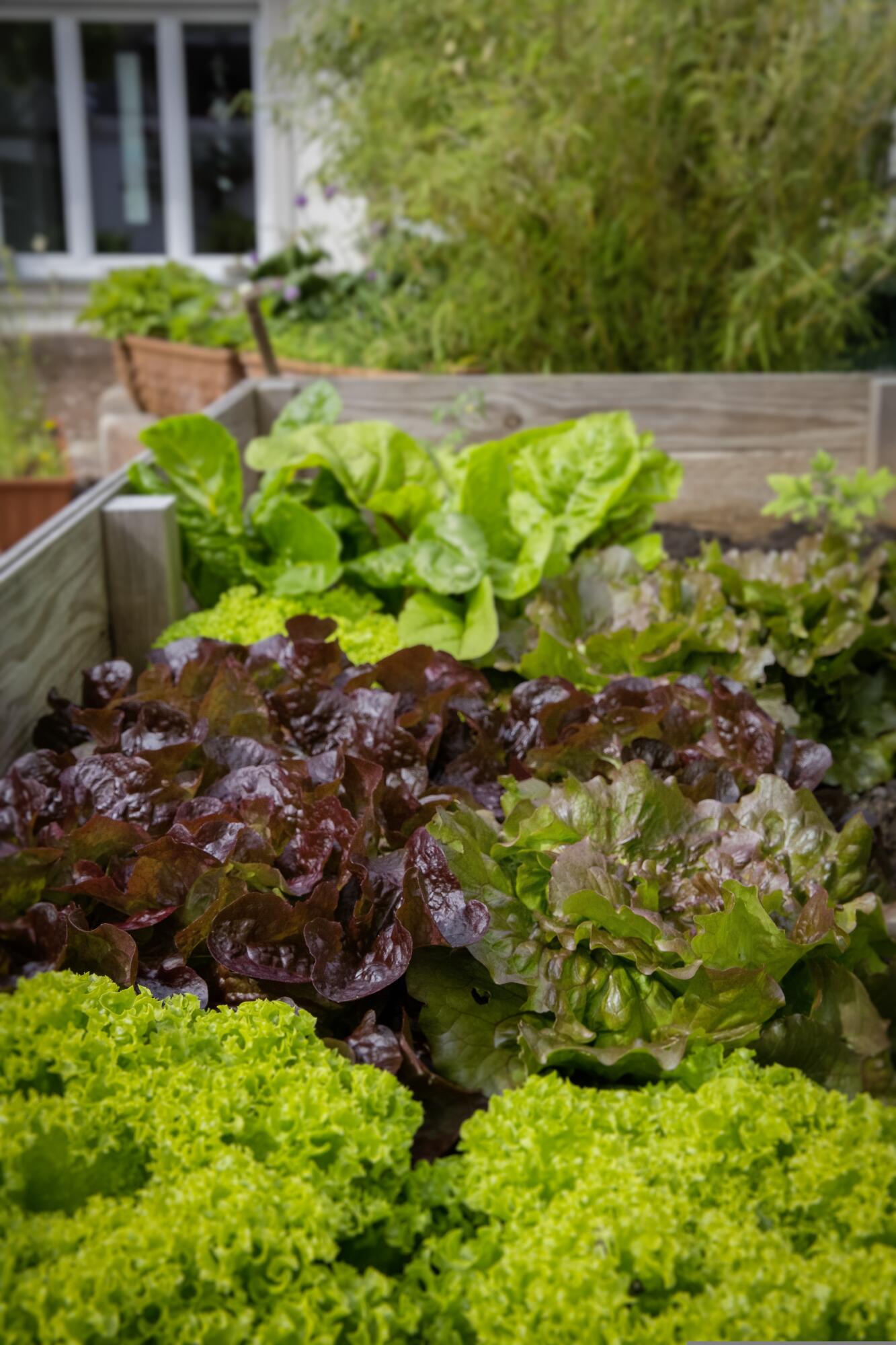 Innovative Urban Gardening: Reshaping City Landscapes