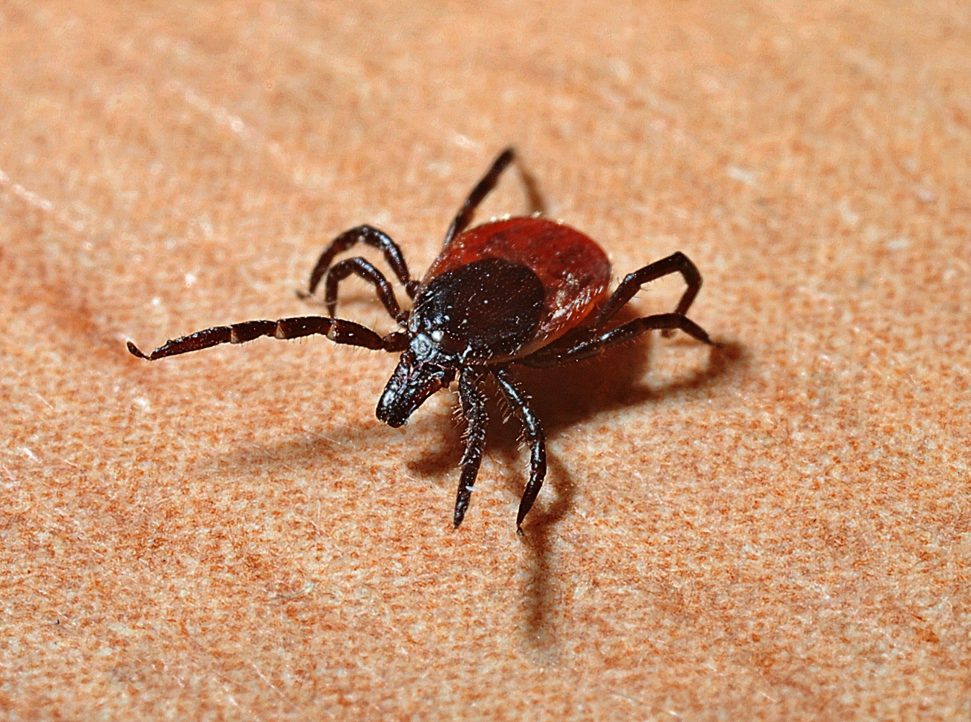 The Essential Tips to Prepare Your Home for Tick Season