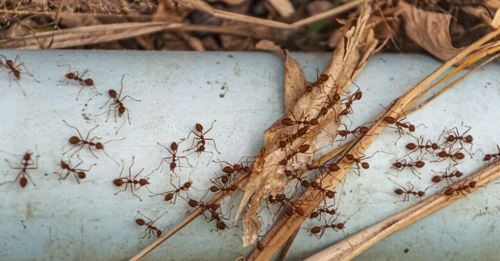 ANTS OUT