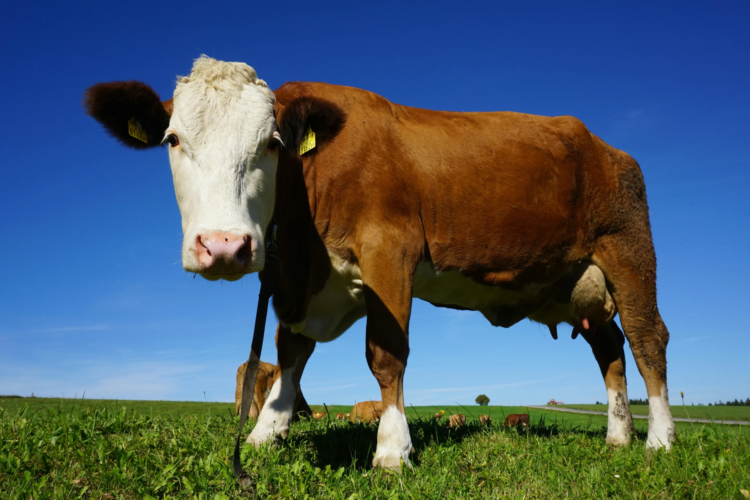 Grass fed