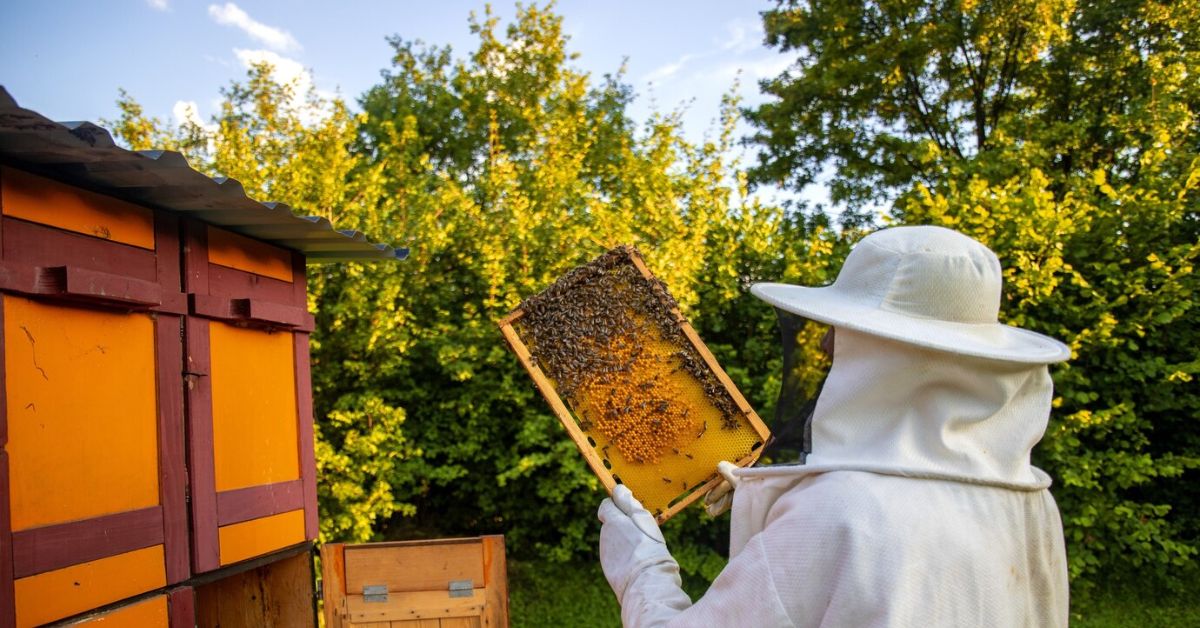 How to Prevent Bees and Wasps from Nesting Near Your Home