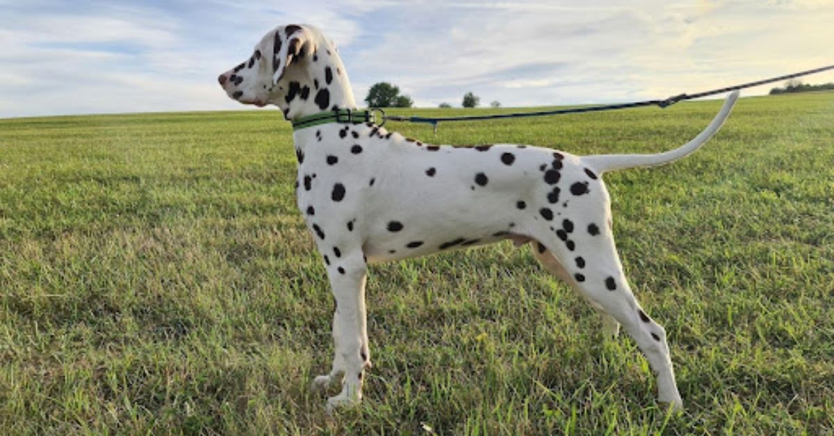 Are Dalmatians Hard to Train