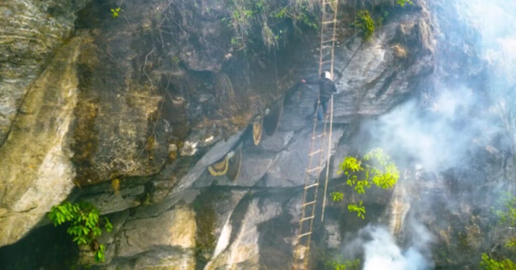 HONEY HUNTING IN NEPAL