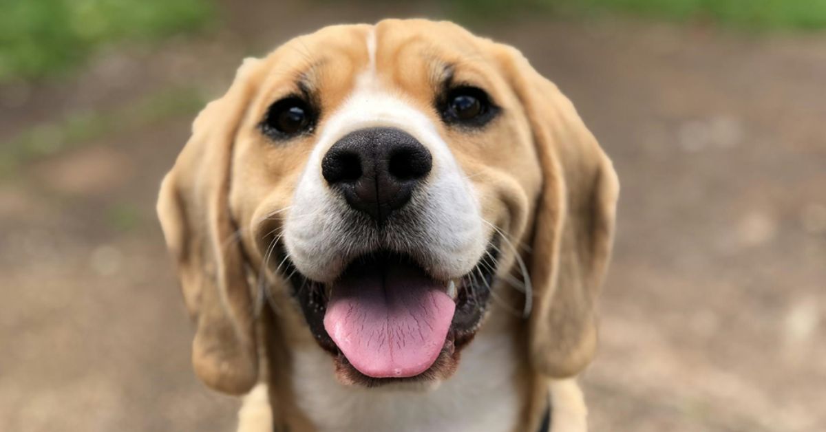 Benefits of Using Dog Boundary Collars for Safety and Training