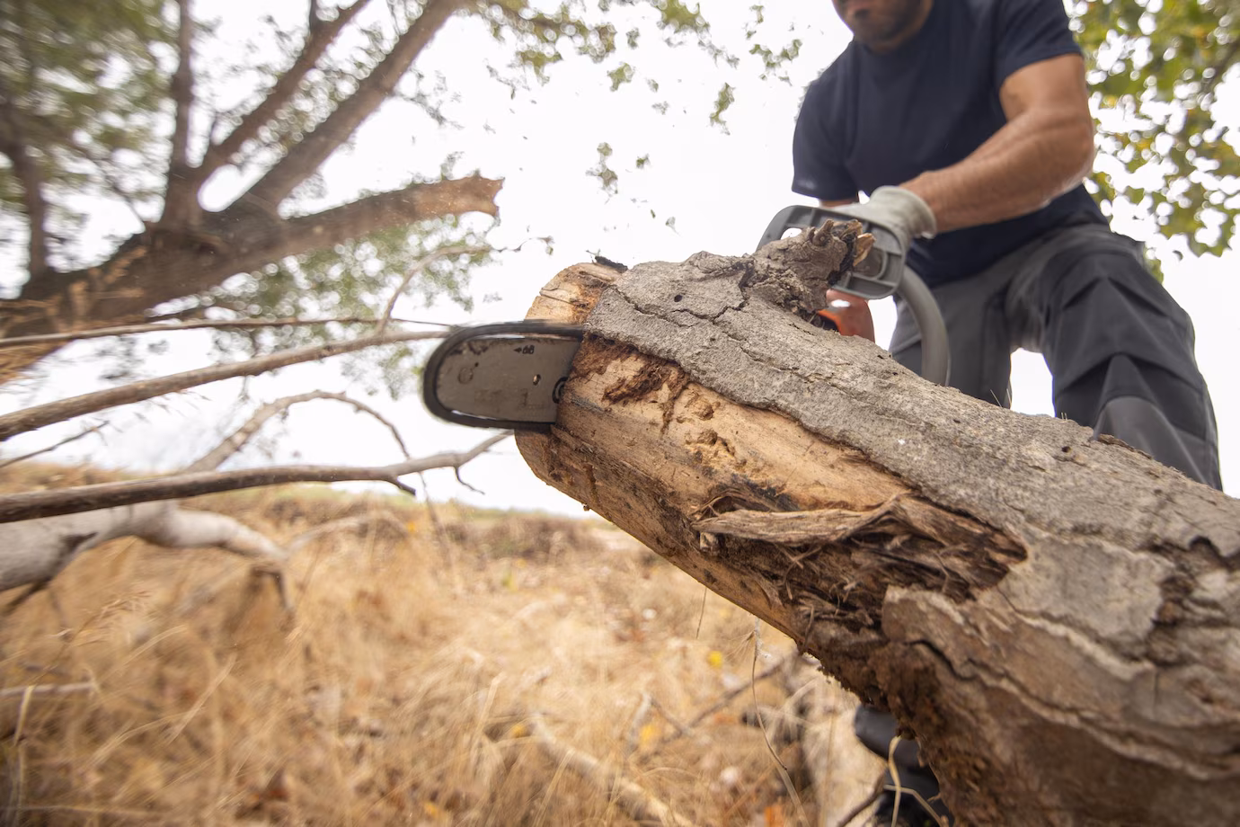 Tree Removal in the North Shore