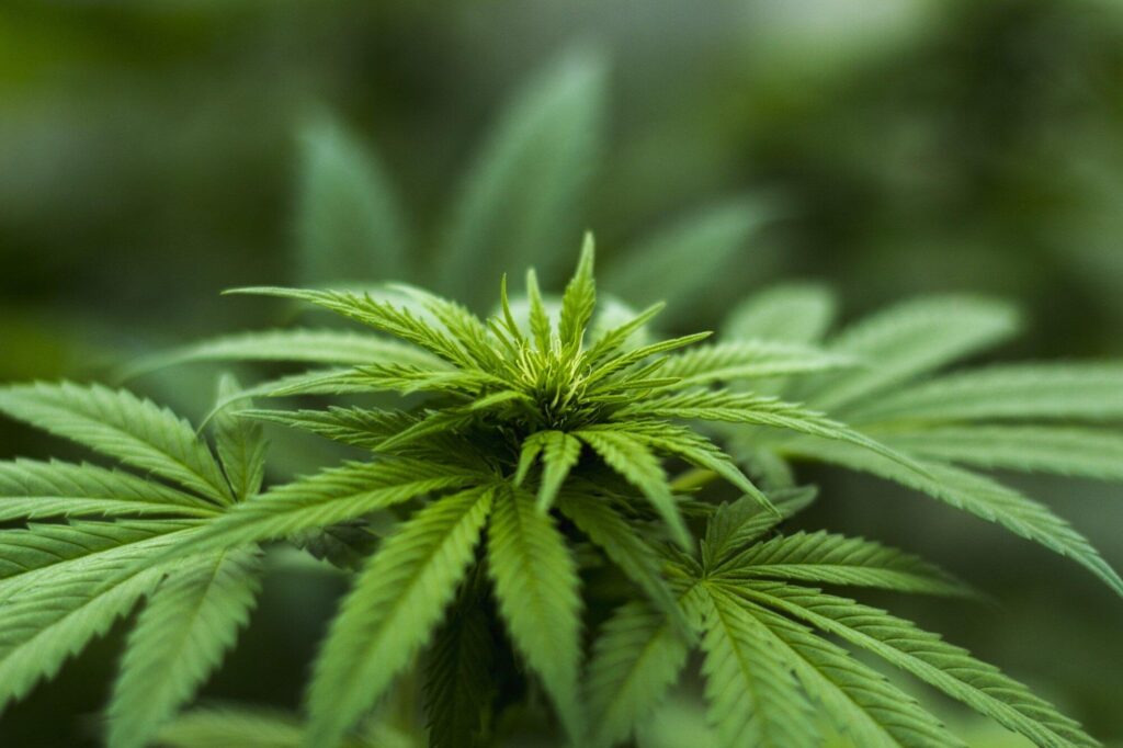 Dispensaries with the Best Selection & Prices
