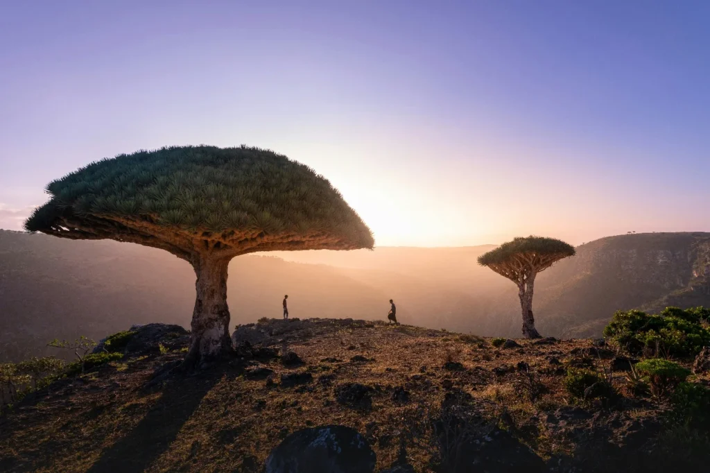 Socotra's