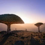 Socotra's