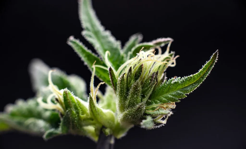 Cannabis Strain