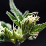 Cannabis Strain