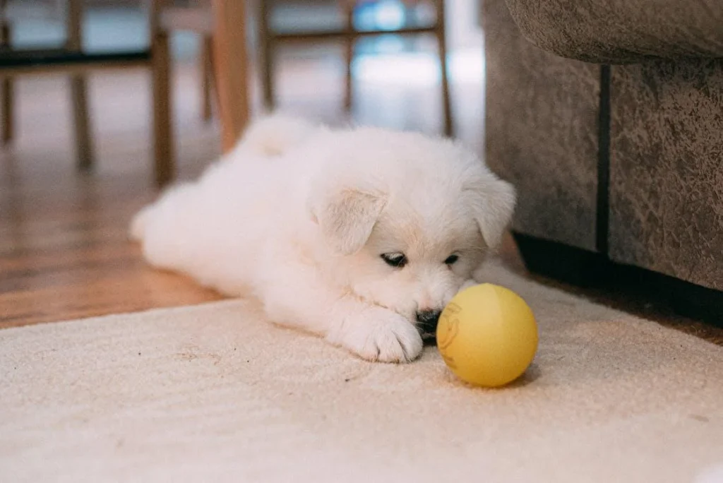 Pet Secretly Unhappy