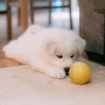 Pet Secretly Unhappy