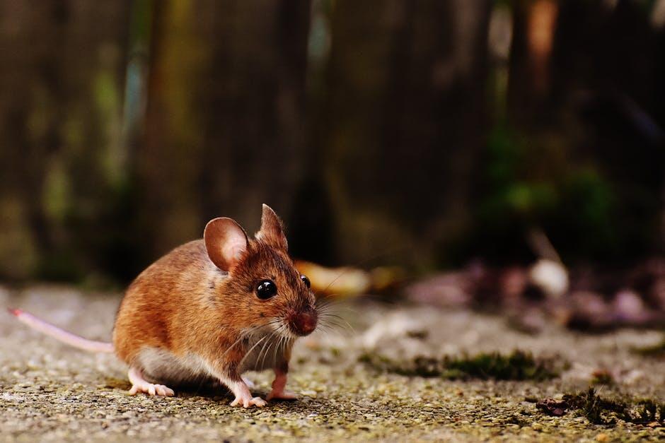 Securing Your Home: Managing Rodent Risks on Your Property
