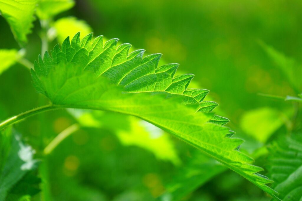 Organic Nettle