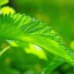 Organic Nettle