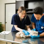 Emergency vet