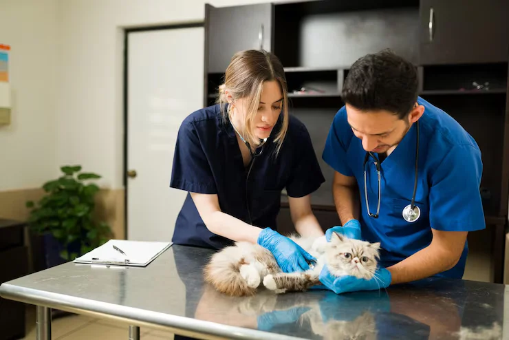 Emergency vet