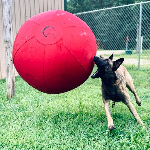 CollieBall