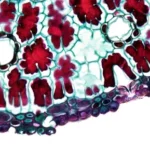 Stem cells