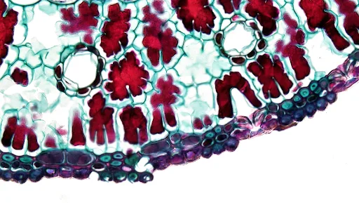 Stem cells