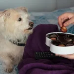 CBD dog treats