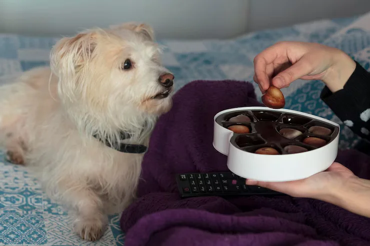 CBD dog treats