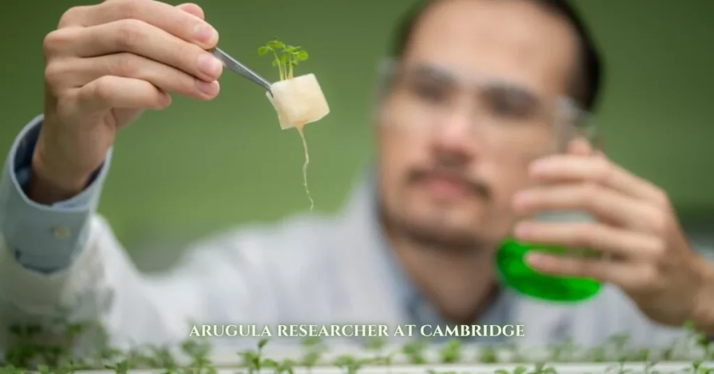 arugula researcher at cambridge