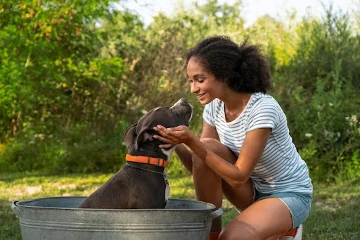 Buying A Dog