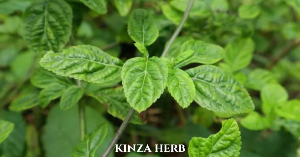 kinza herb