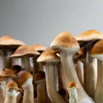 Shrooms