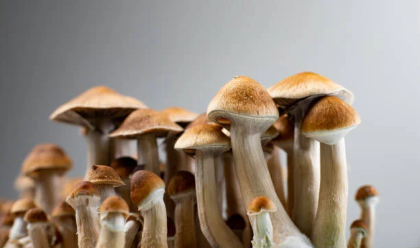 Shrooms