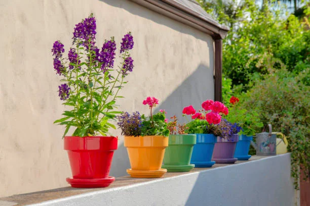 Lilac Flower Shop
