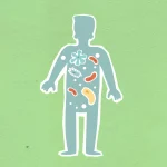 Gut Health