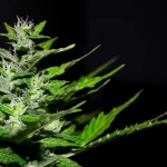 THCa flower clearance