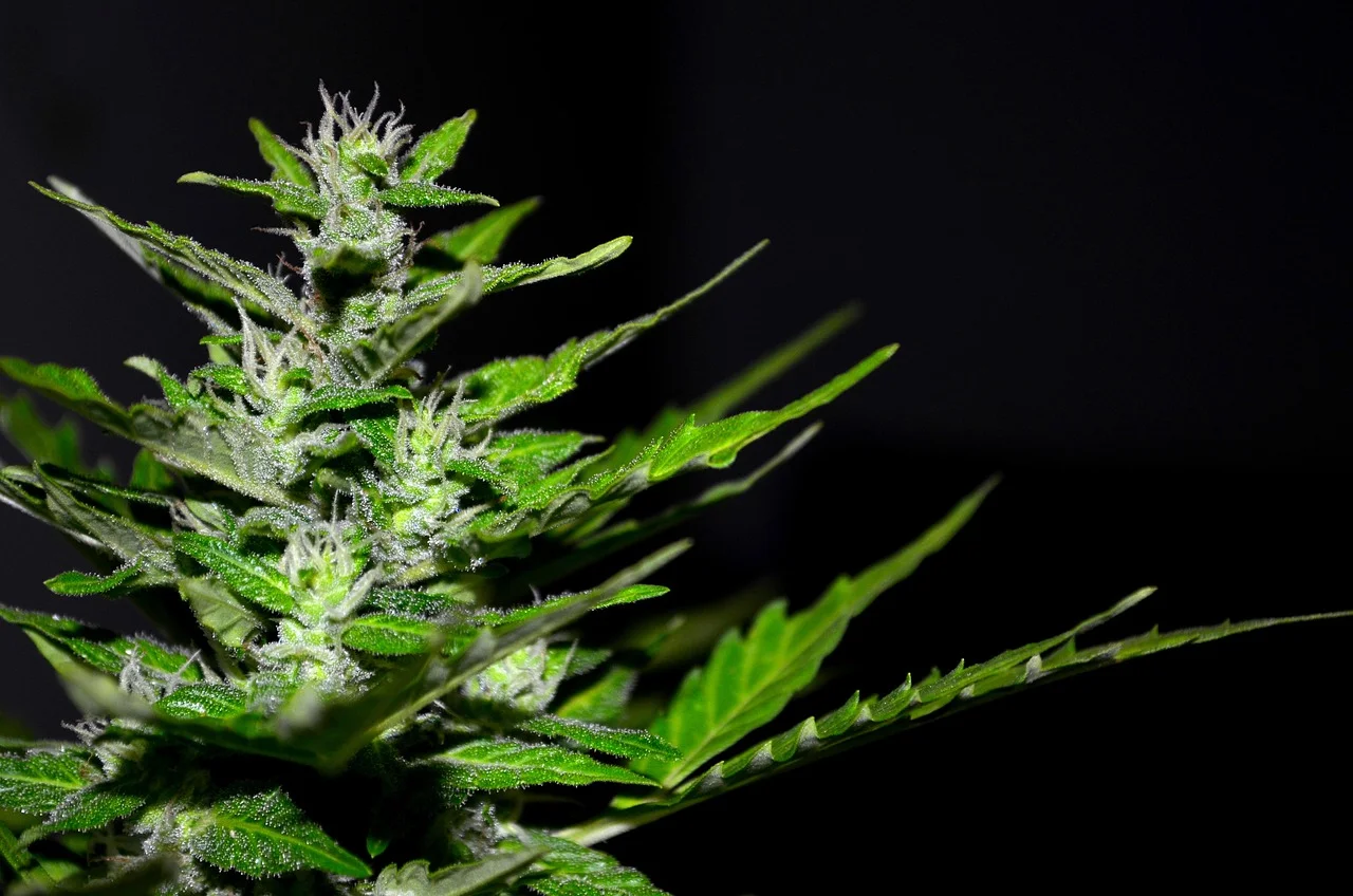 THCa flower clearance
