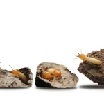 Pros Control Termites