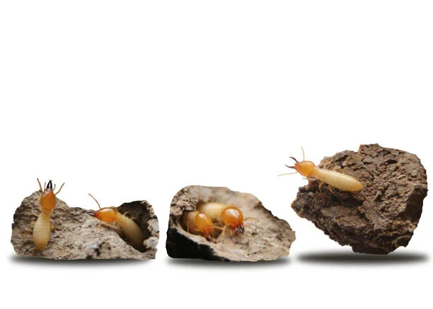 Pros Control Termites