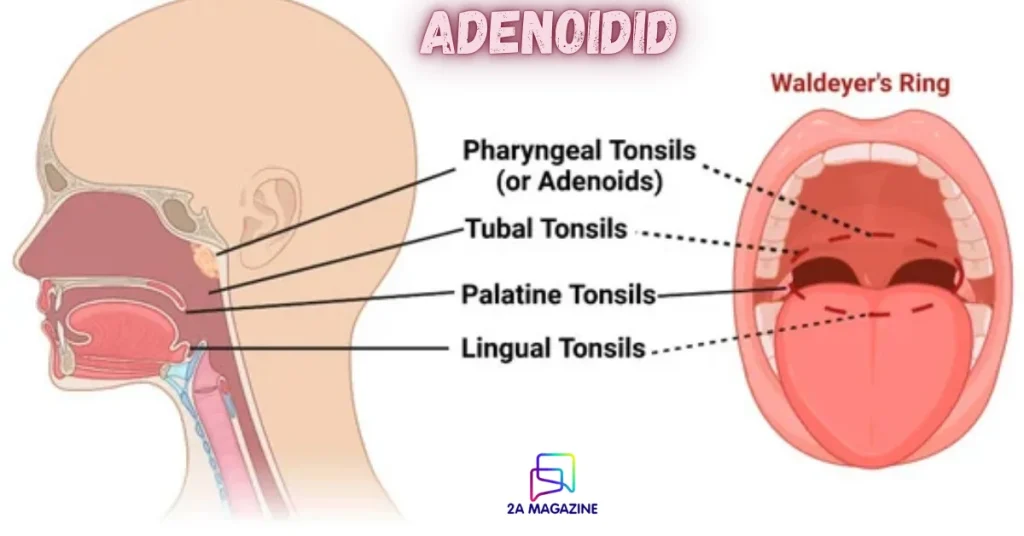 adenoidid
