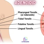 adenoidid