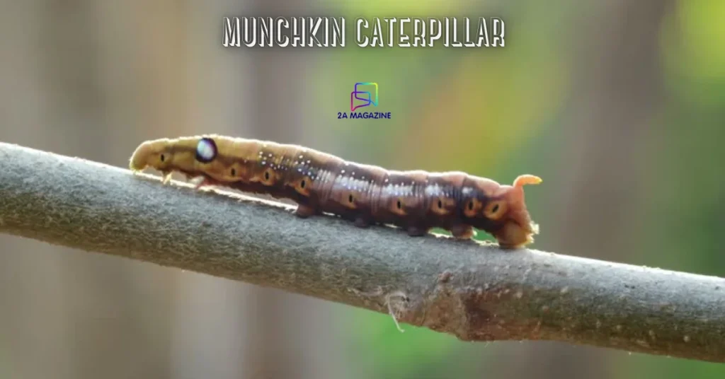 munchkin caterpillar