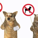 handle tough pet accidents