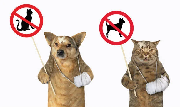 handle tough pet accidents