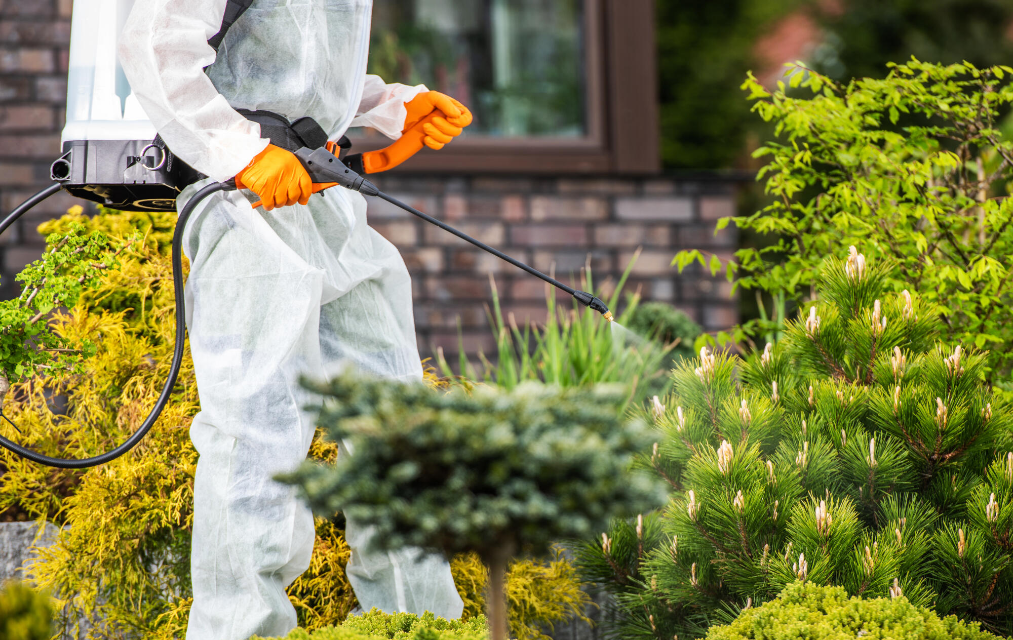 The Role of Pest Management in Home Improvement Projects