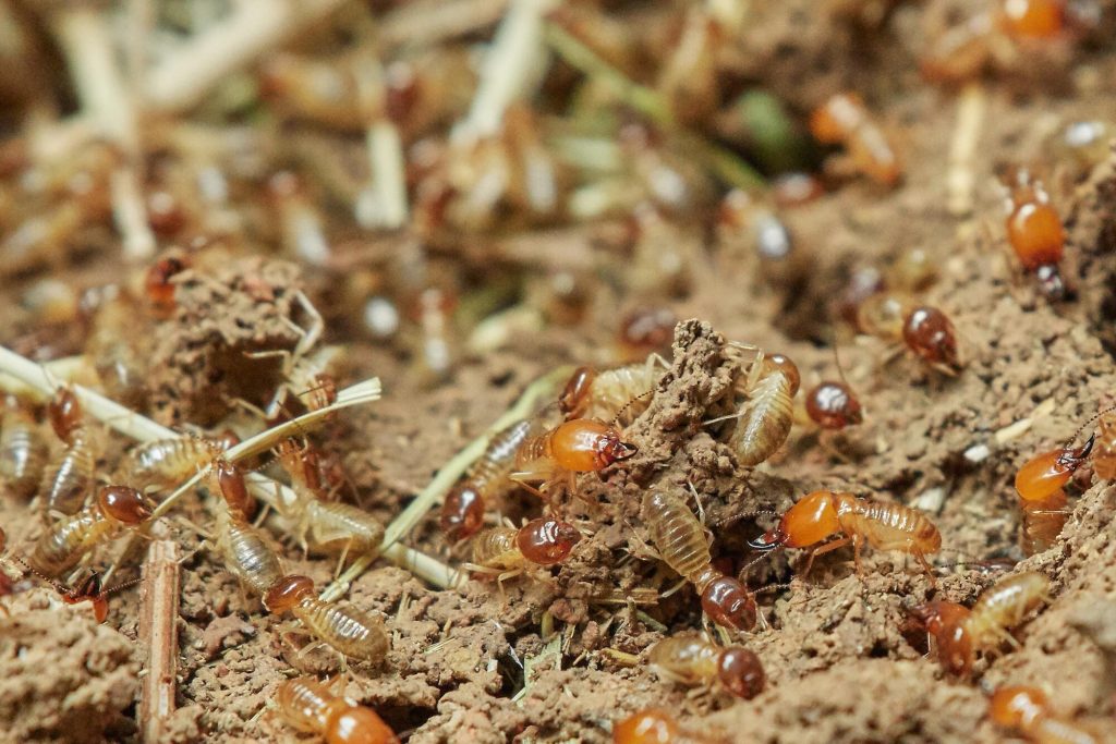 How Termites Behave When Invading Homes: Clues Every Owner Misses
