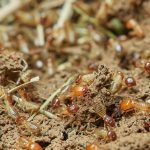 How Termites Behave When Invading Homes: Clues Every Owner Misses